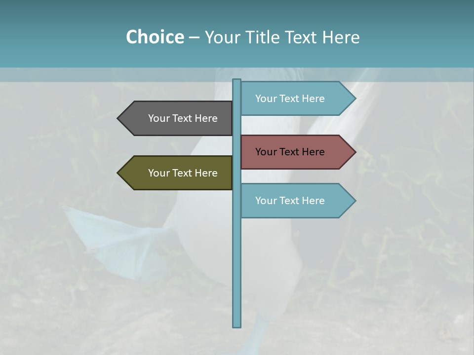 Blue-Footed Boobie PowerPoint Template