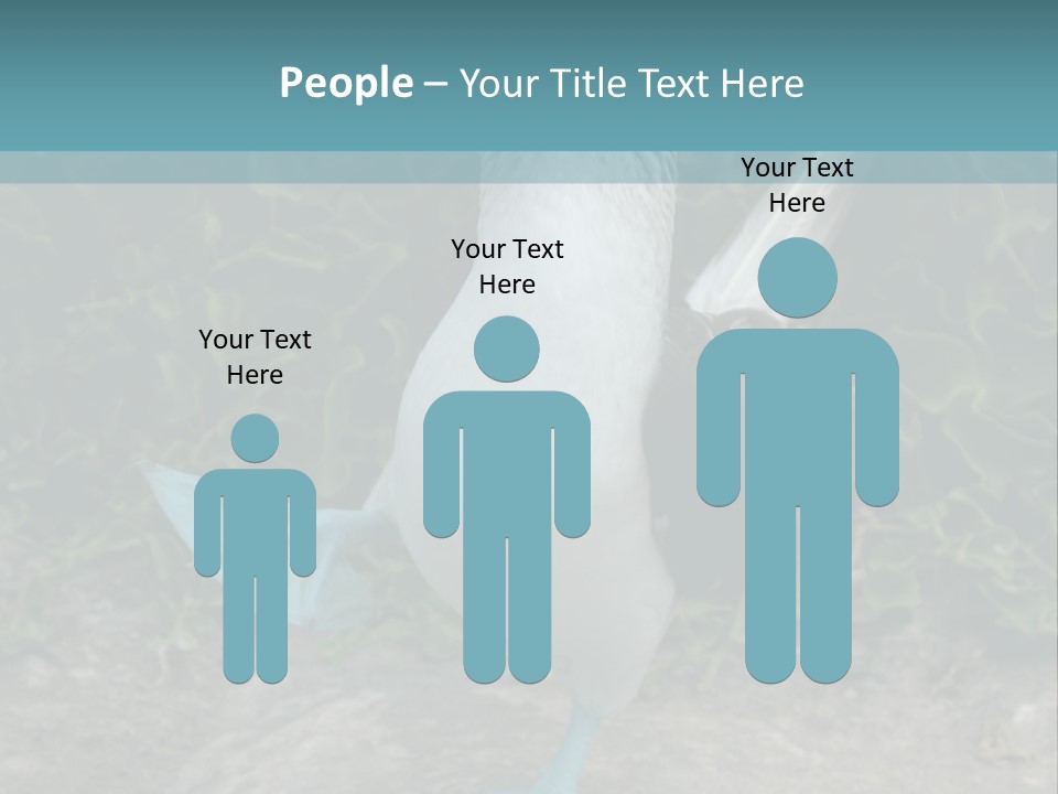 Blue-Footed Boobie PowerPoint Template