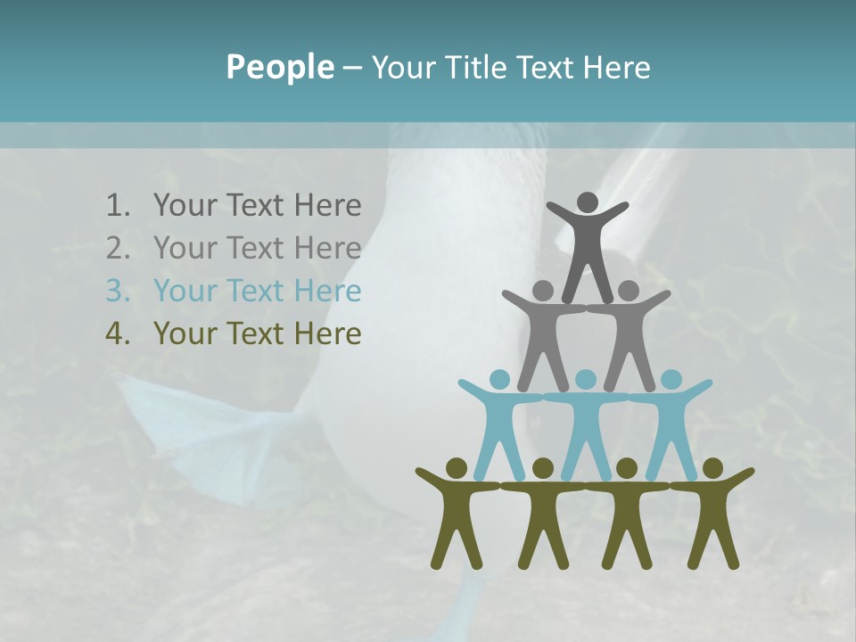 Blue-Footed Boobie PowerPoint Template