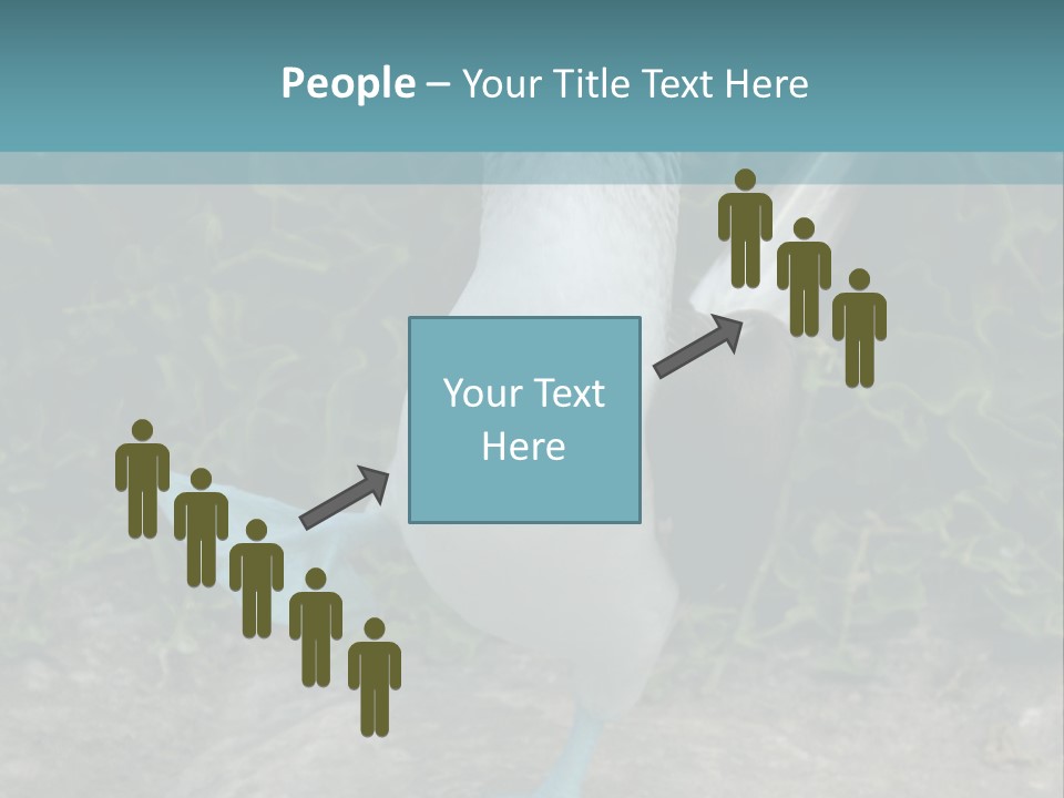 Blue-Footed Boobie PowerPoint Template