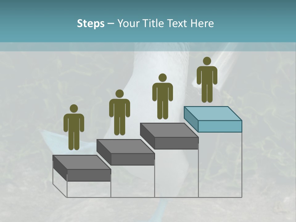 Blue-Footed Boobie PowerPoint Template