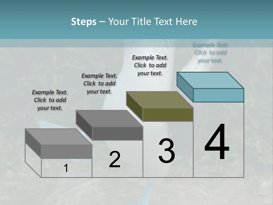 Blue-Footed Boobie PowerPoint Template