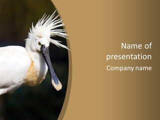 A White Bird With A Blue Tie On It's Neck PowerPoint Template