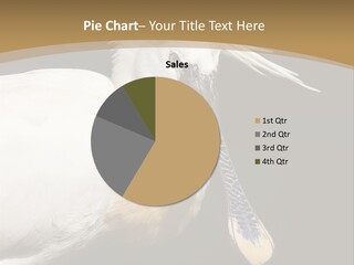 A White Bird With A Blue Tie On It's Neck PowerPoint Template
