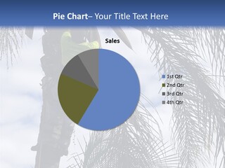 A Man In A Tree Trimming A Palm Tree PowerPoint Template