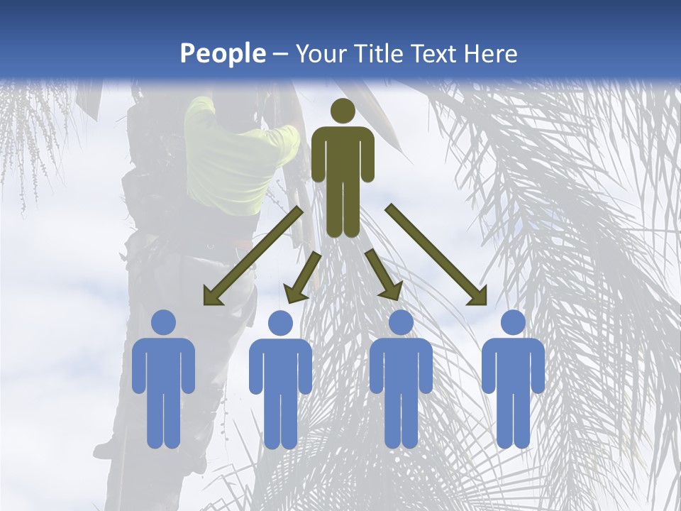 A Man In A Tree Trimming A Palm Tree PowerPoint Template