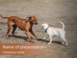 Puppy And Dog Playing PowerPoint Template