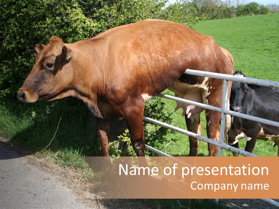 Dairy Cow With Problems. PowerPoint Template
