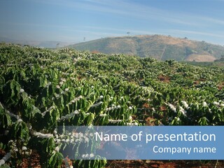 Coffee Plantation PowerPoint Template