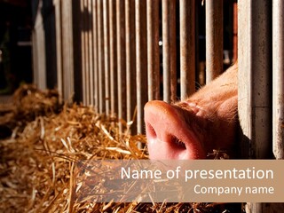 A Pig Sticking Its Head Through A Fence PowerPoint Template