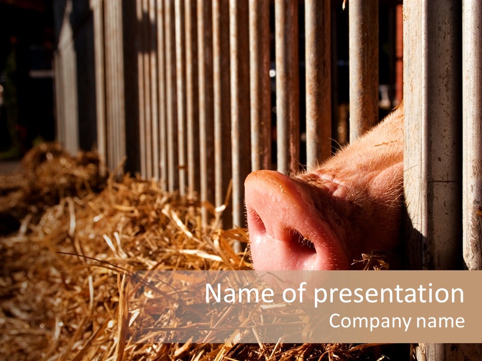 A Pig Sticking Its Head Through A Fence PowerPoint Template