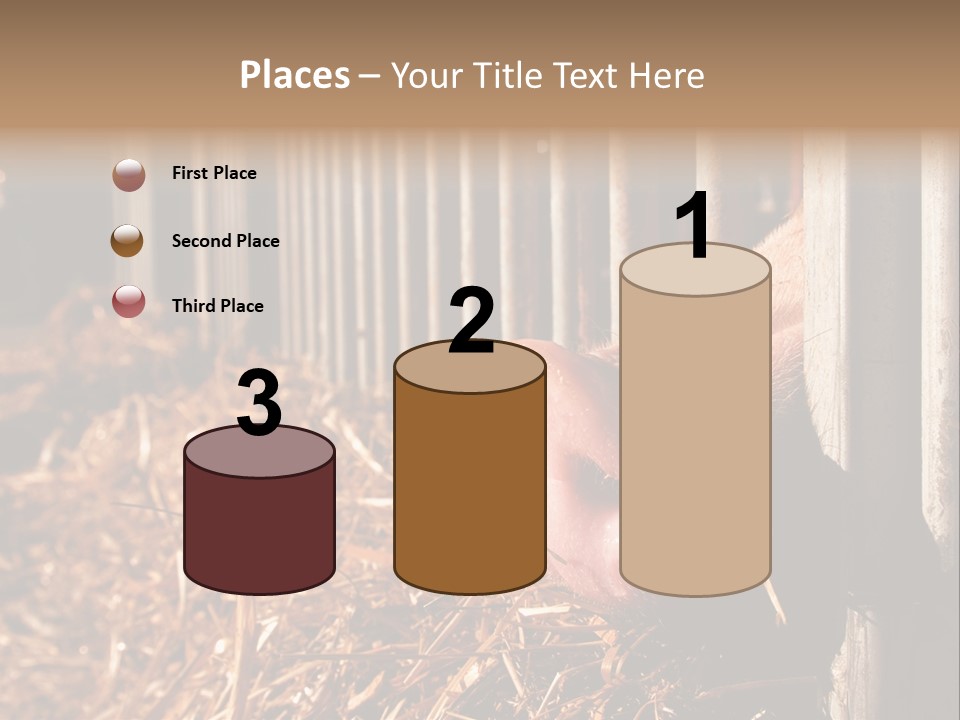 A Pig Sticking Its Head Through A Fence PowerPoint Template