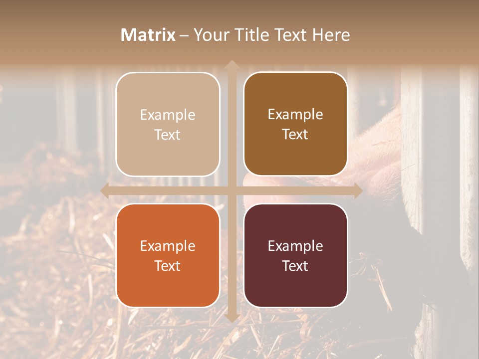 A Pig Sticking Its Head Through A Fence PowerPoint Template