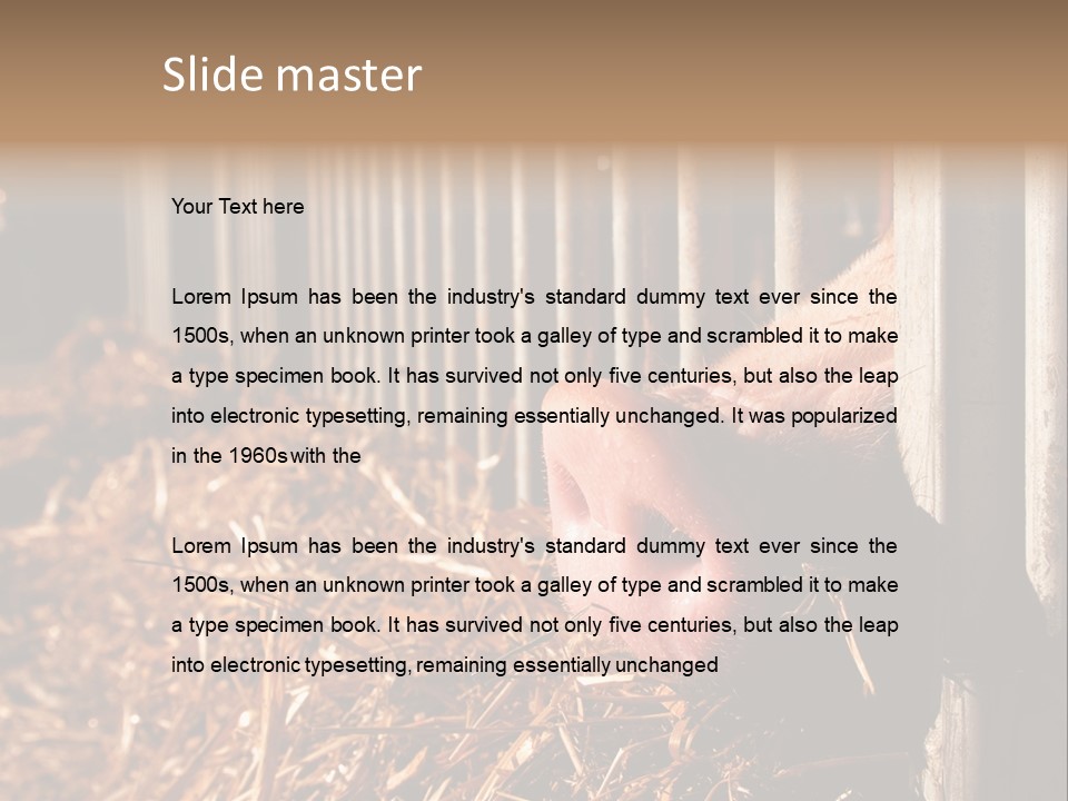 A Pig Sticking Its Head Through A Fence PowerPoint Template