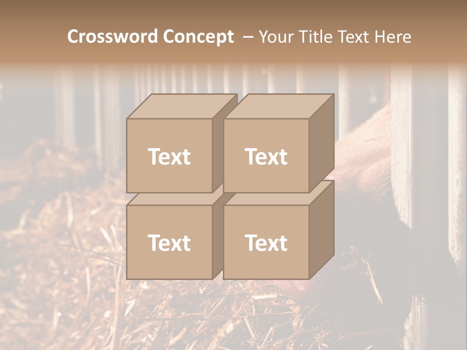 A Pig Sticking Its Head Through A Fence PowerPoint Template