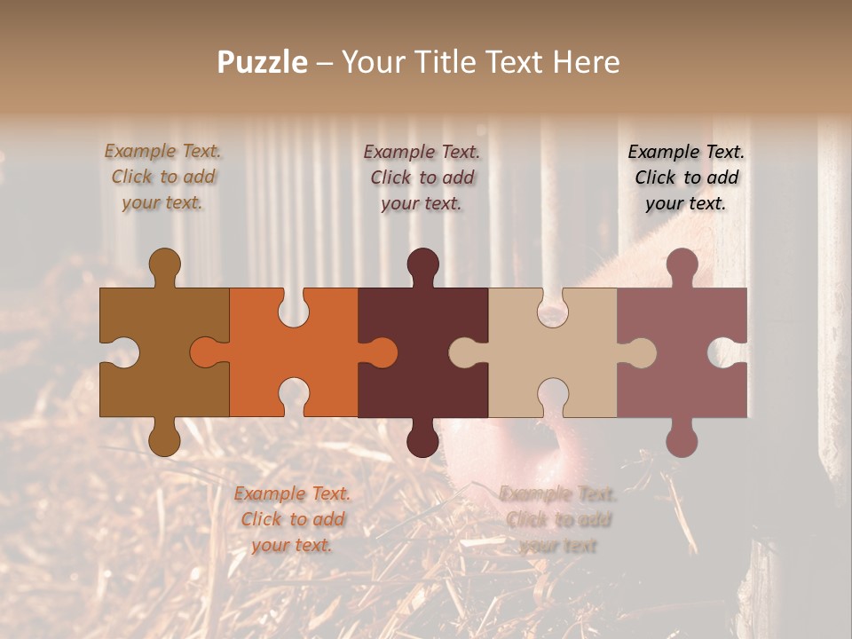 A Pig Sticking Its Head Through A Fence PowerPoint Template