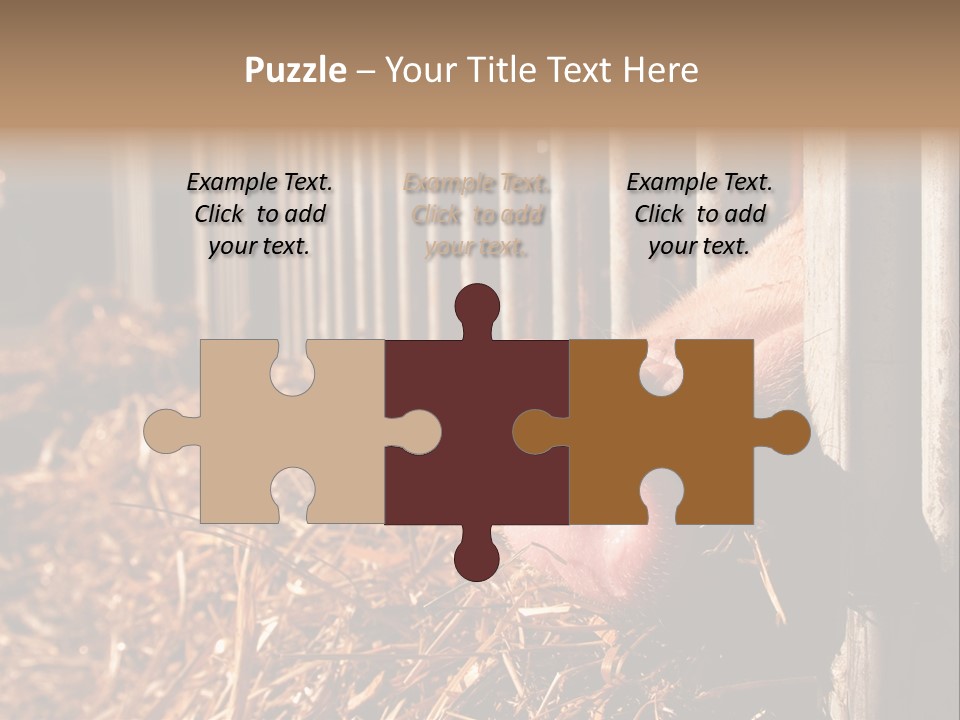 A Pig Sticking Its Head Through A Fence PowerPoint Template