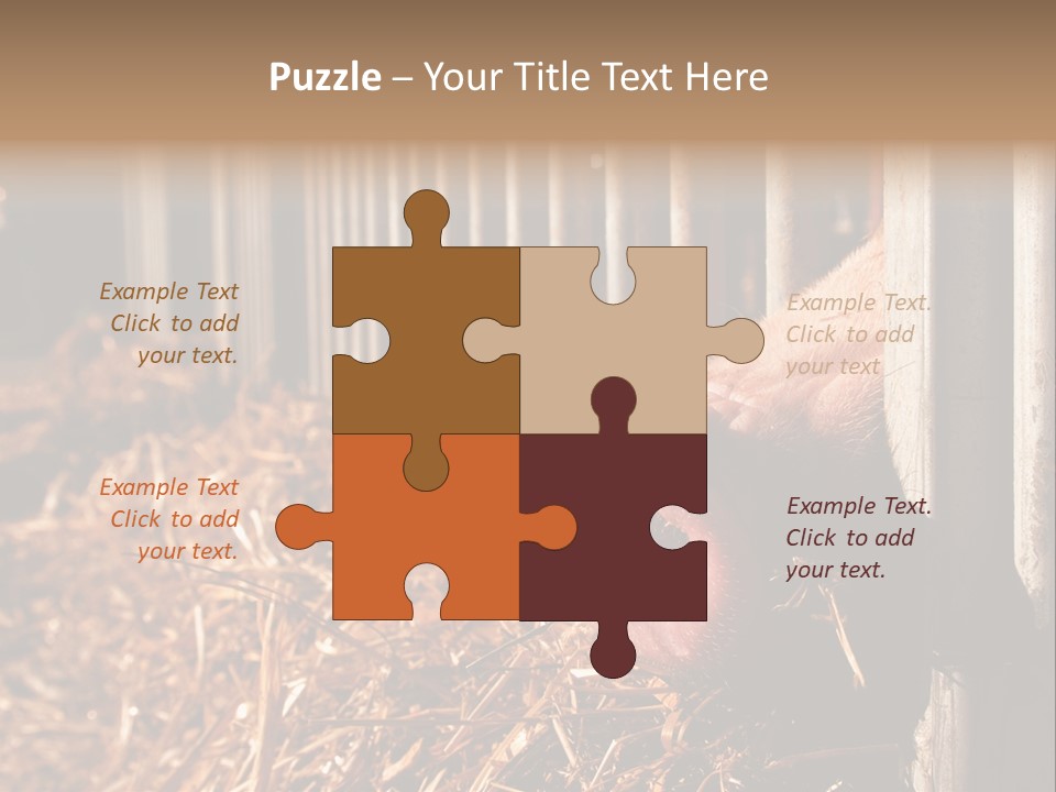 A Pig Sticking Its Head Through A Fence PowerPoint Template