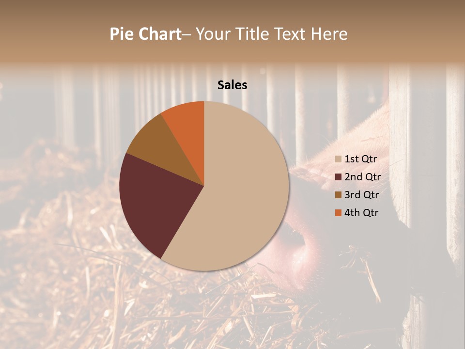 A Pig Sticking Its Head Through A Fence PowerPoint Template