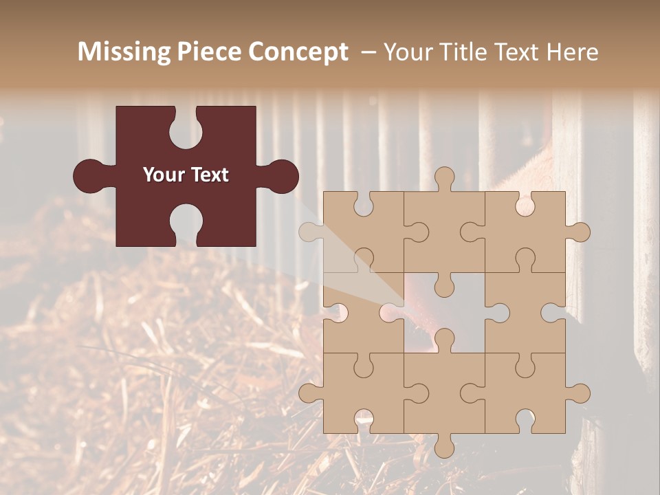 A Pig Sticking Its Head Through A Fence PowerPoint Template