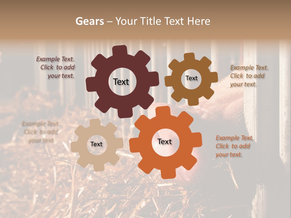A Pig Sticking Its Head Through A Fence PowerPoint Template