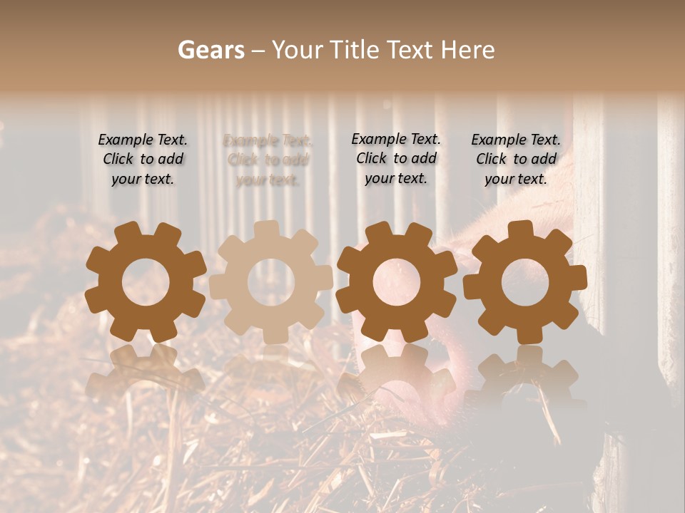 A Pig Sticking Its Head Through A Fence PowerPoint Template