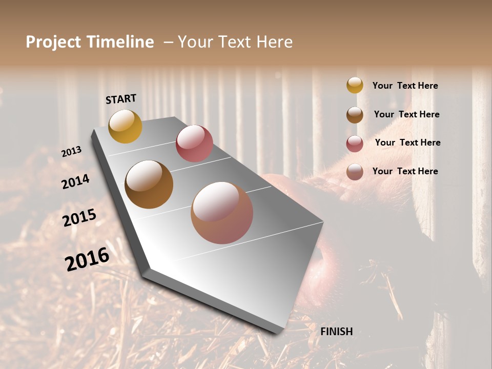 A Pig Sticking Its Head Through A Fence PowerPoint Template