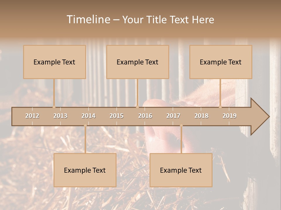 A Pig Sticking Its Head Through A Fence PowerPoint Template