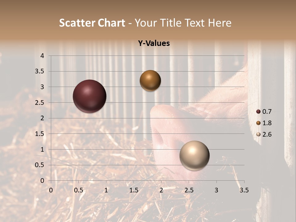 A Pig Sticking Its Head Through A Fence PowerPoint Template