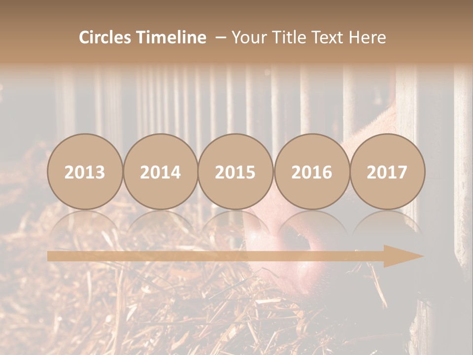 A Pig Sticking Its Head Through A Fence PowerPoint Template