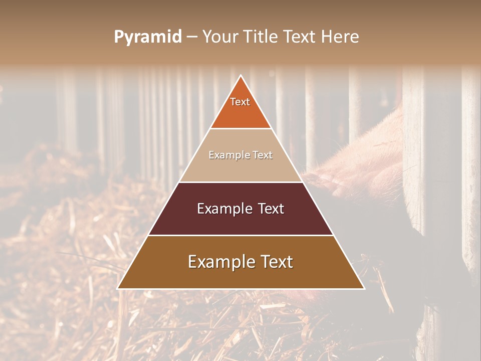 A Pig Sticking Its Head Through A Fence PowerPoint Template