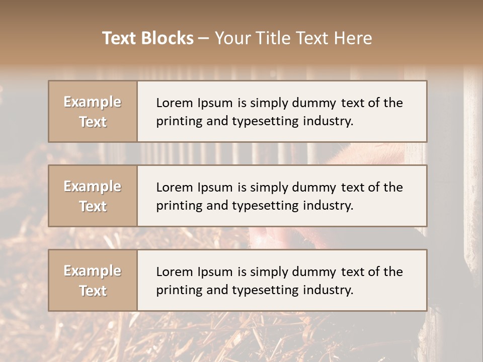 A Pig Sticking Its Head Through A Fence PowerPoint Template