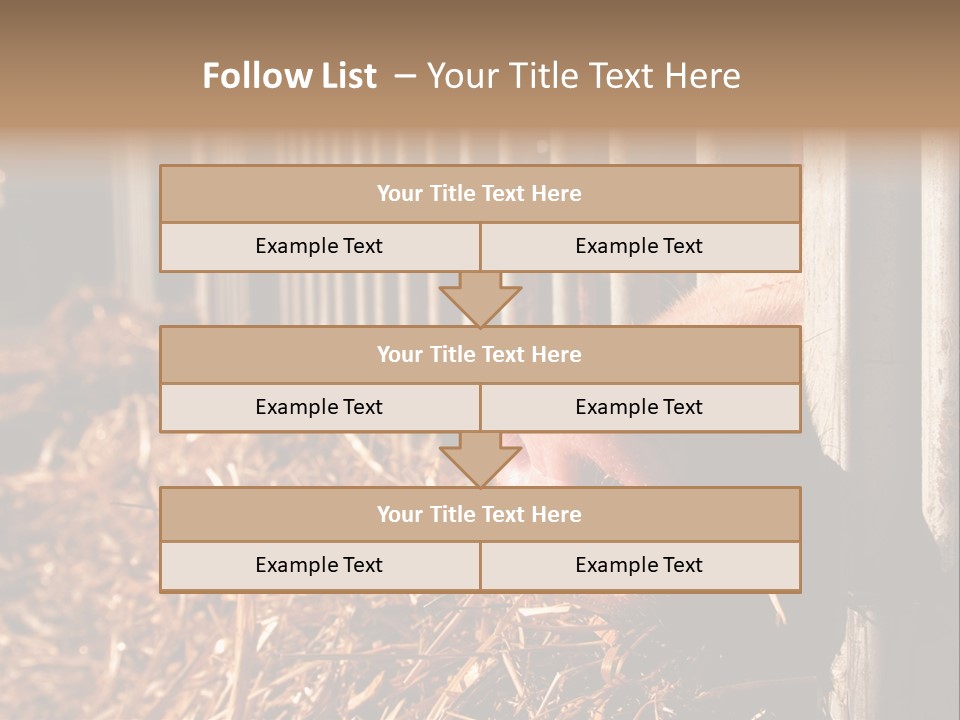 A Pig Sticking Its Head Through A Fence PowerPoint Template