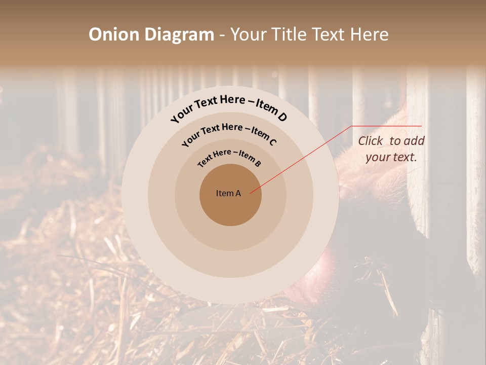 A Pig Sticking Its Head Through A Fence PowerPoint Template