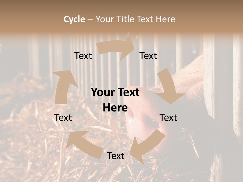 A Pig Sticking Its Head Through A Fence PowerPoint Template