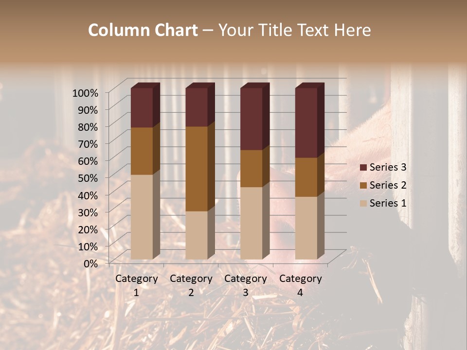 A Pig Sticking Its Head Through A Fence PowerPoint Template