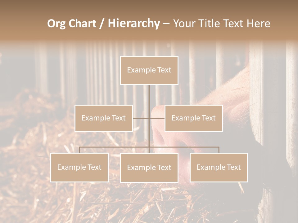 A Pig Sticking Its Head Through A Fence PowerPoint Template