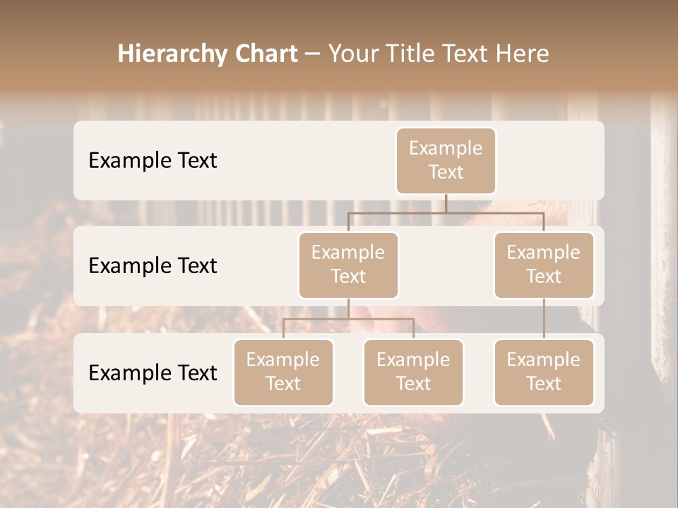 A Pig Sticking Its Head Through A Fence PowerPoint Template
