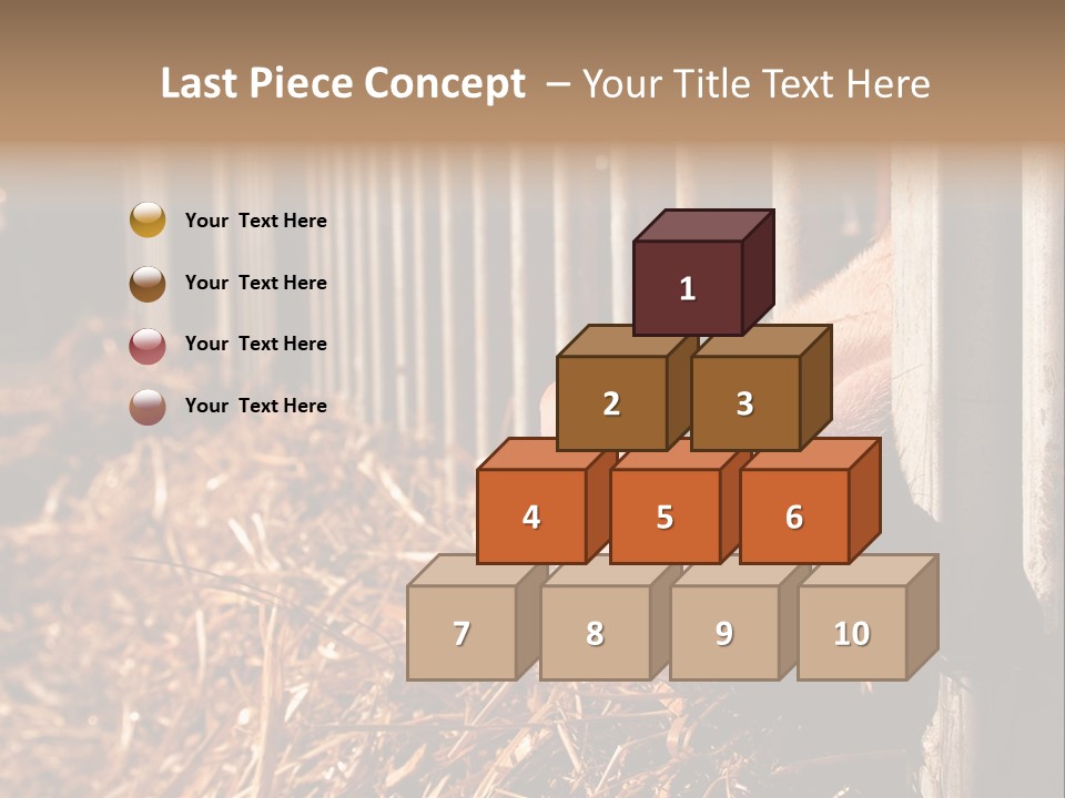 A Pig Sticking Its Head Through A Fence PowerPoint Template