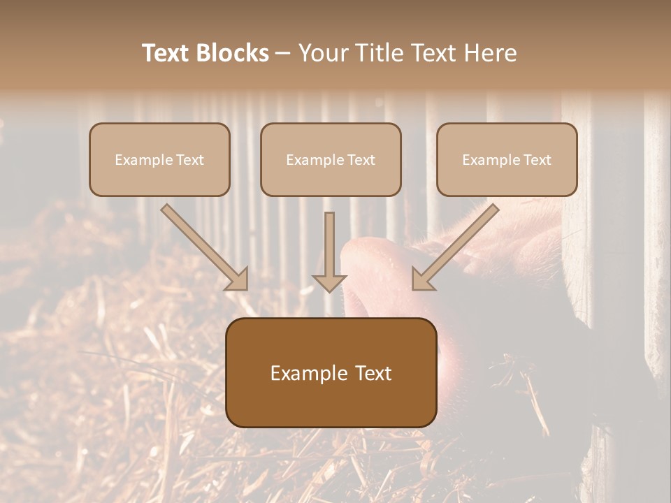 A Pig Sticking Its Head Through A Fence PowerPoint Template