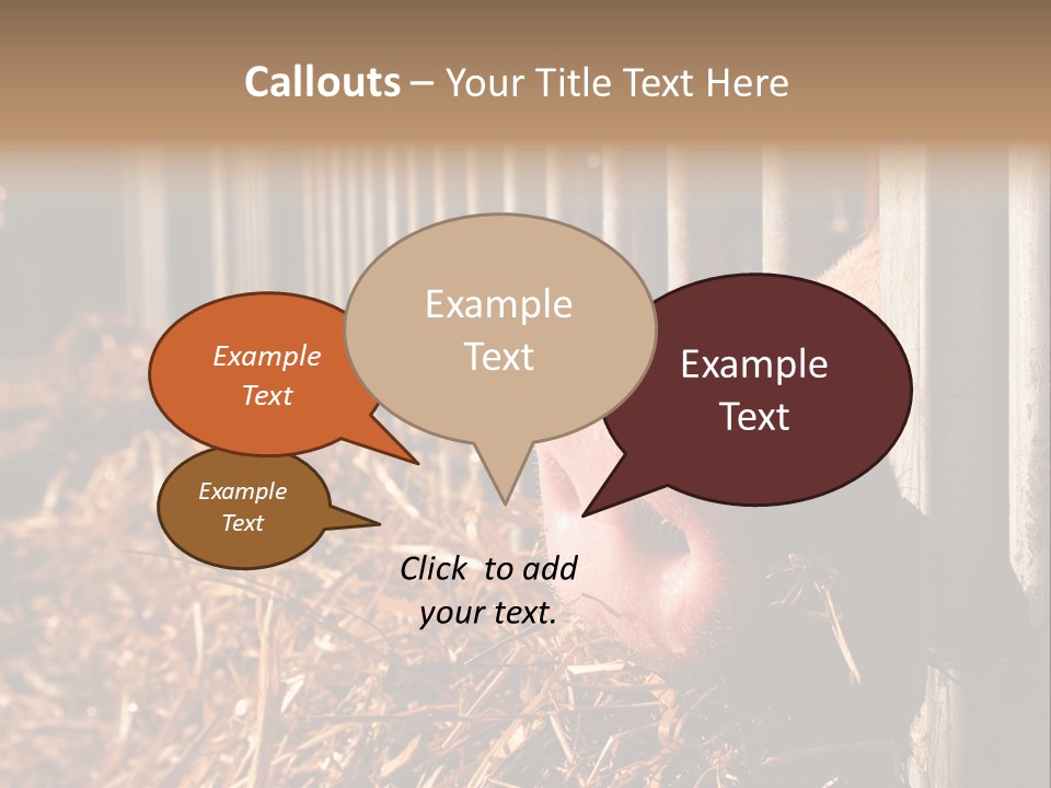 A Pig Sticking Its Head Through A Fence PowerPoint Template