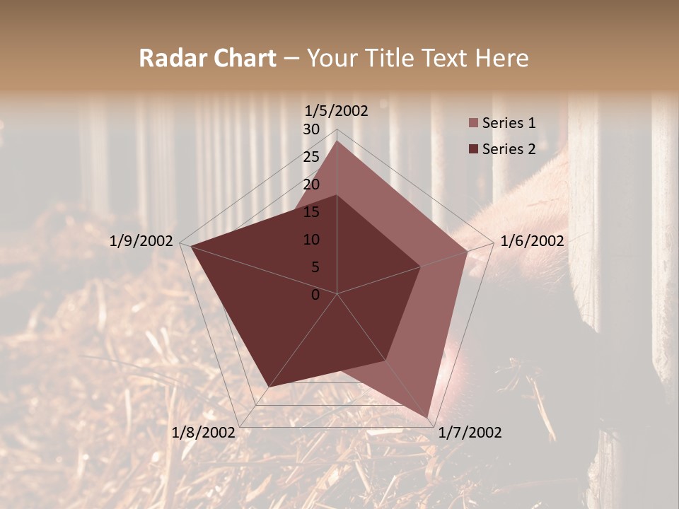 A Pig Sticking Its Head Through A Fence PowerPoint Template