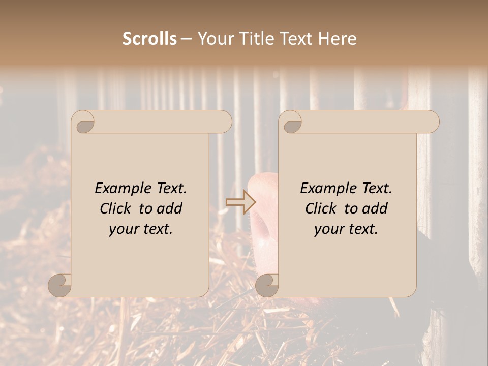 A Pig Sticking Its Head Through A Fence PowerPoint Template