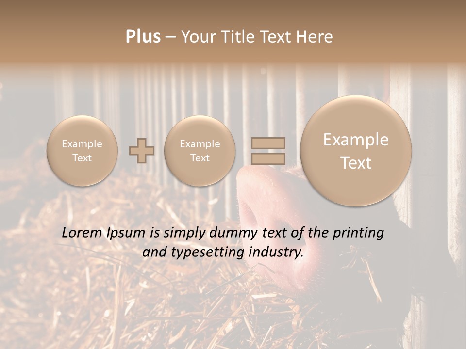 A Pig Sticking Its Head Through A Fence PowerPoint Template
