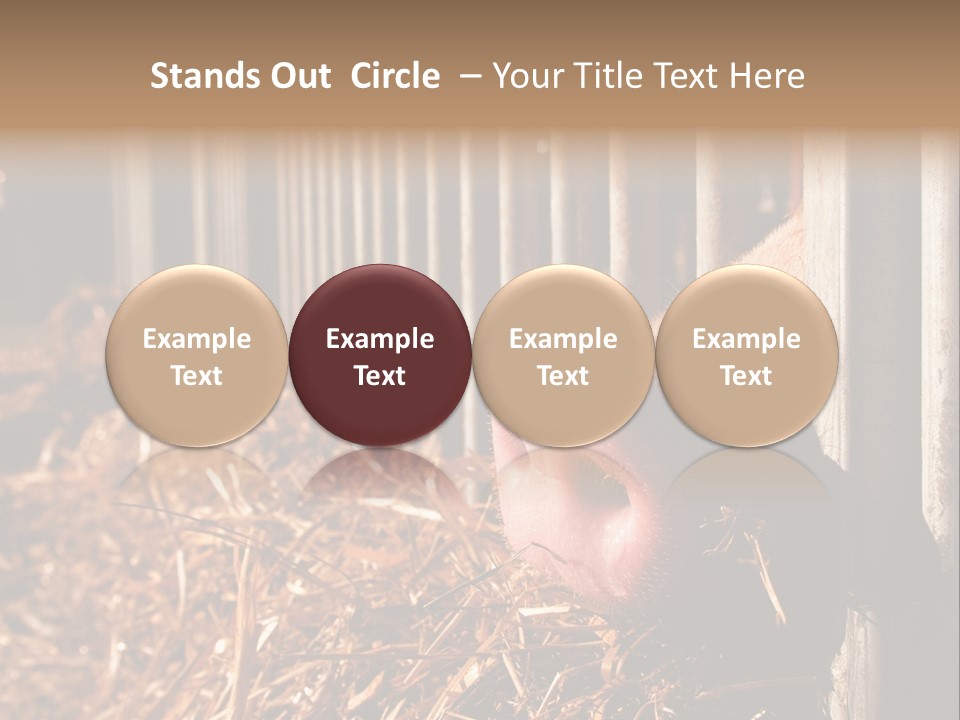 A Pig Sticking Its Head Through A Fence PowerPoint Template