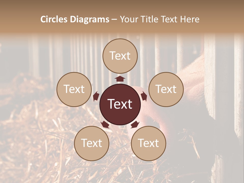 A Pig Sticking Its Head Through A Fence PowerPoint Template