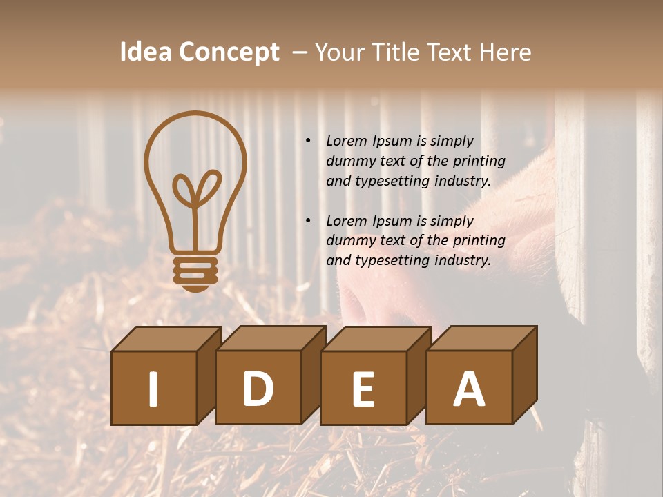 A Pig Sticking Its Head Through A Fence PowerPoint Template