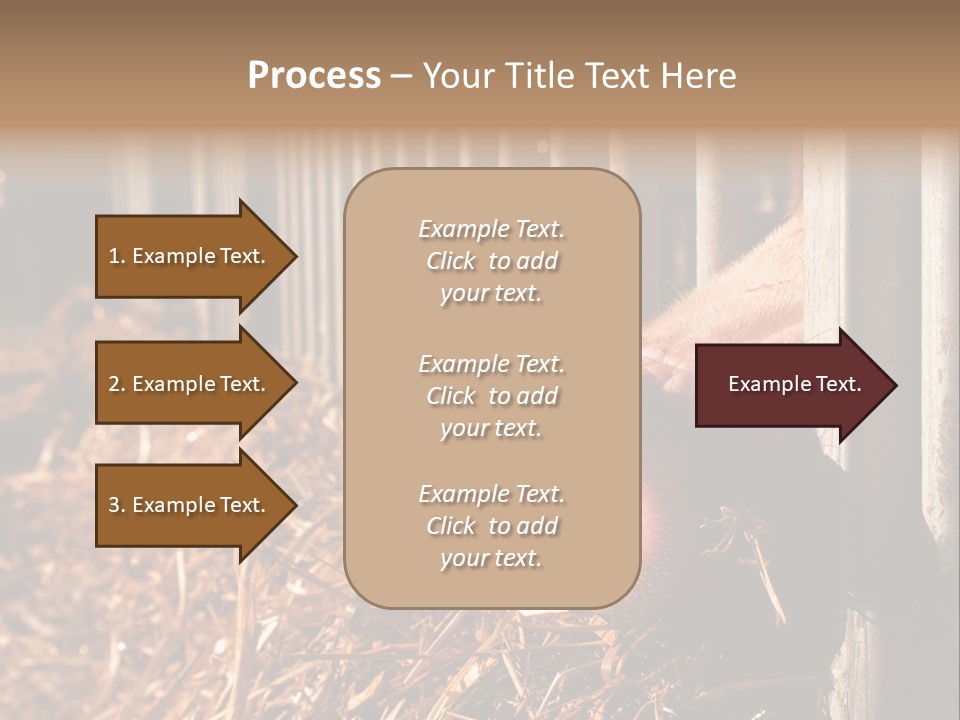 A Pig Sticking Its Head Through A Fence PowerPoint Template