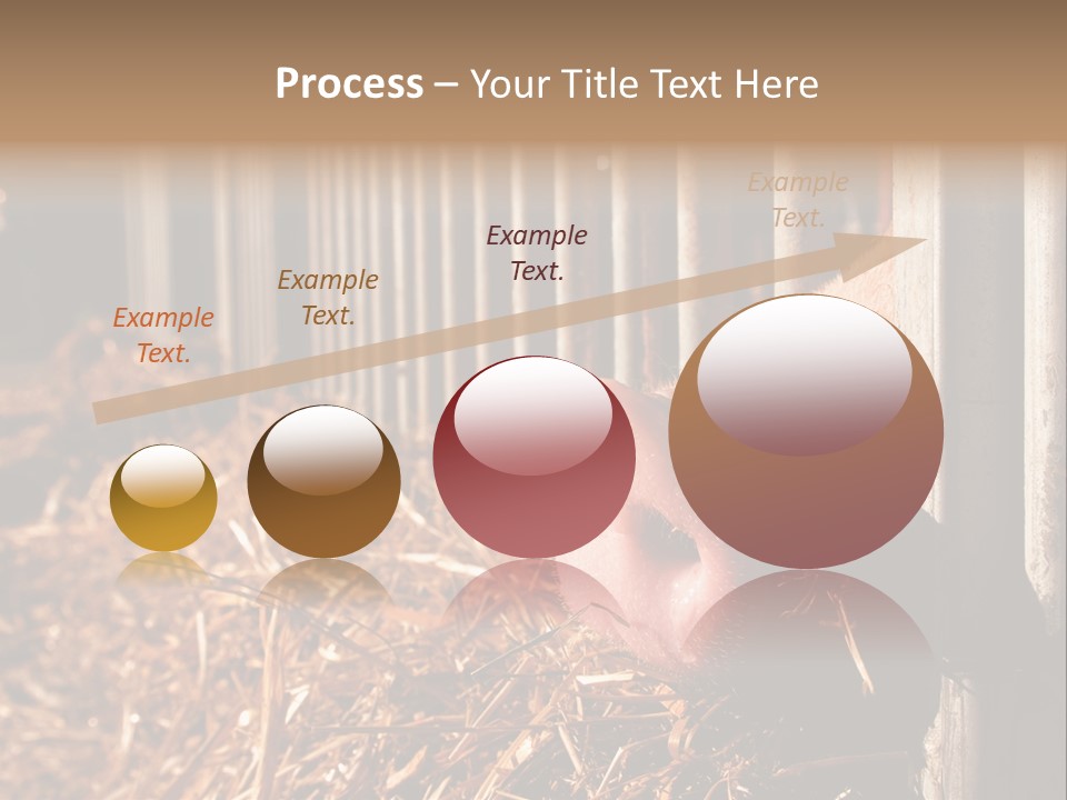 A Pig Sticking Its Head Through A Fence PowerPoint Template