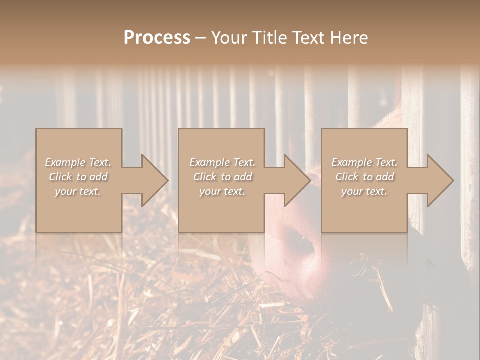 A Pig Sticking Its Head Through A Fence PowerPoint Template